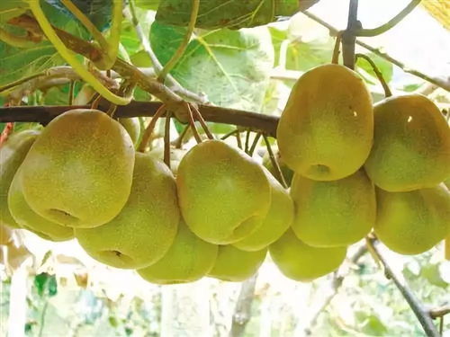 黑山北門4萬斤獼猴桃待售，呼吁社會力量助果農渡難關
