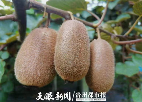 貴州修文7萬噸獼猴桃開啟網絡預售，電商賦能拓寬“黃金果”出山路